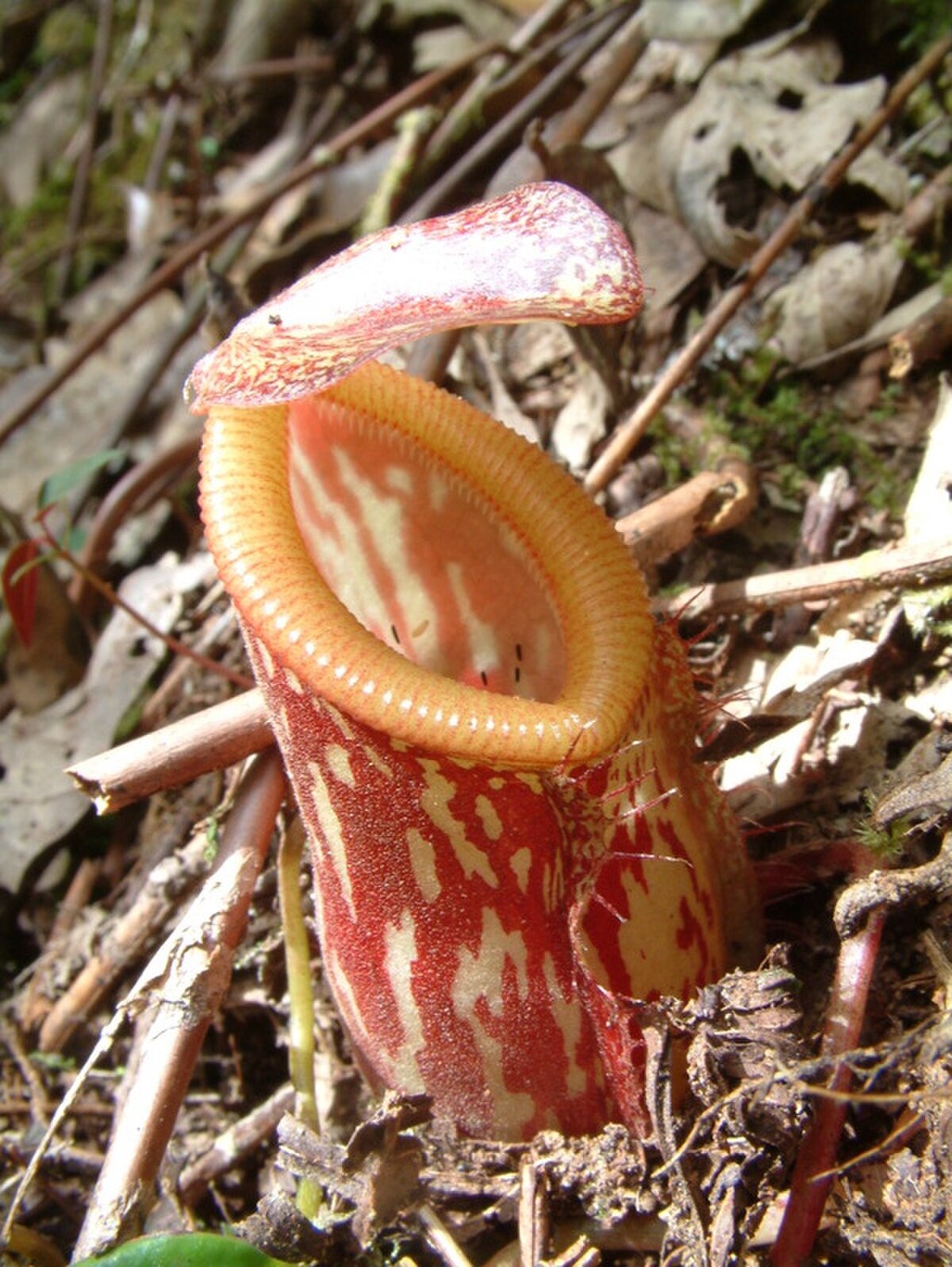 Nepenthes pitopangii