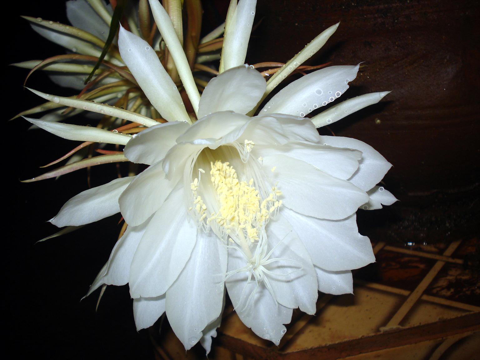 Epiphyllum