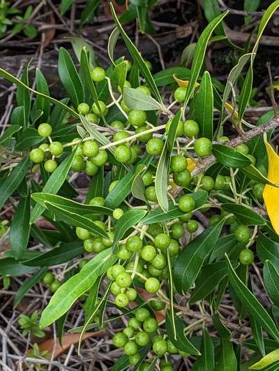 Olea europaea