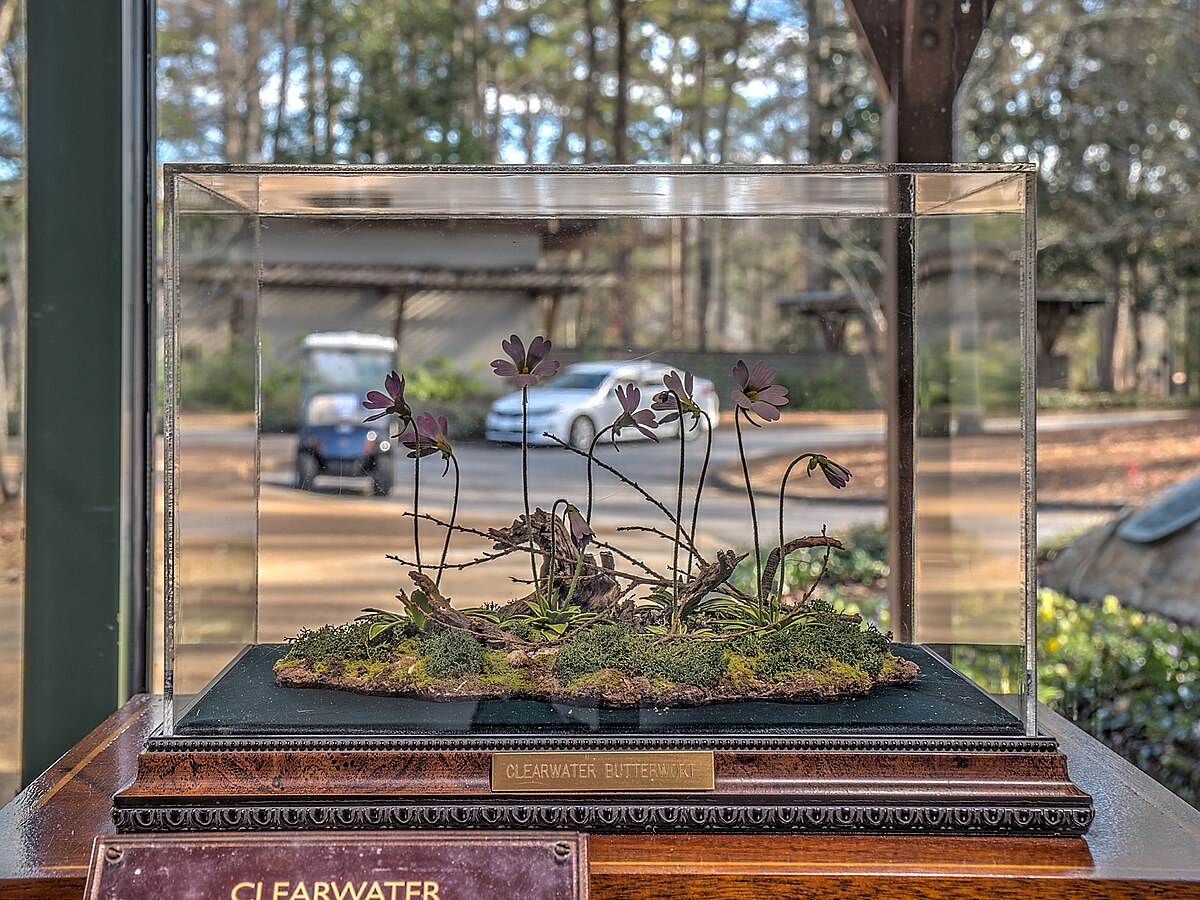 Pinguicula primuliflora