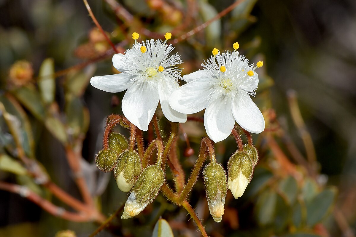 Drosera pallida