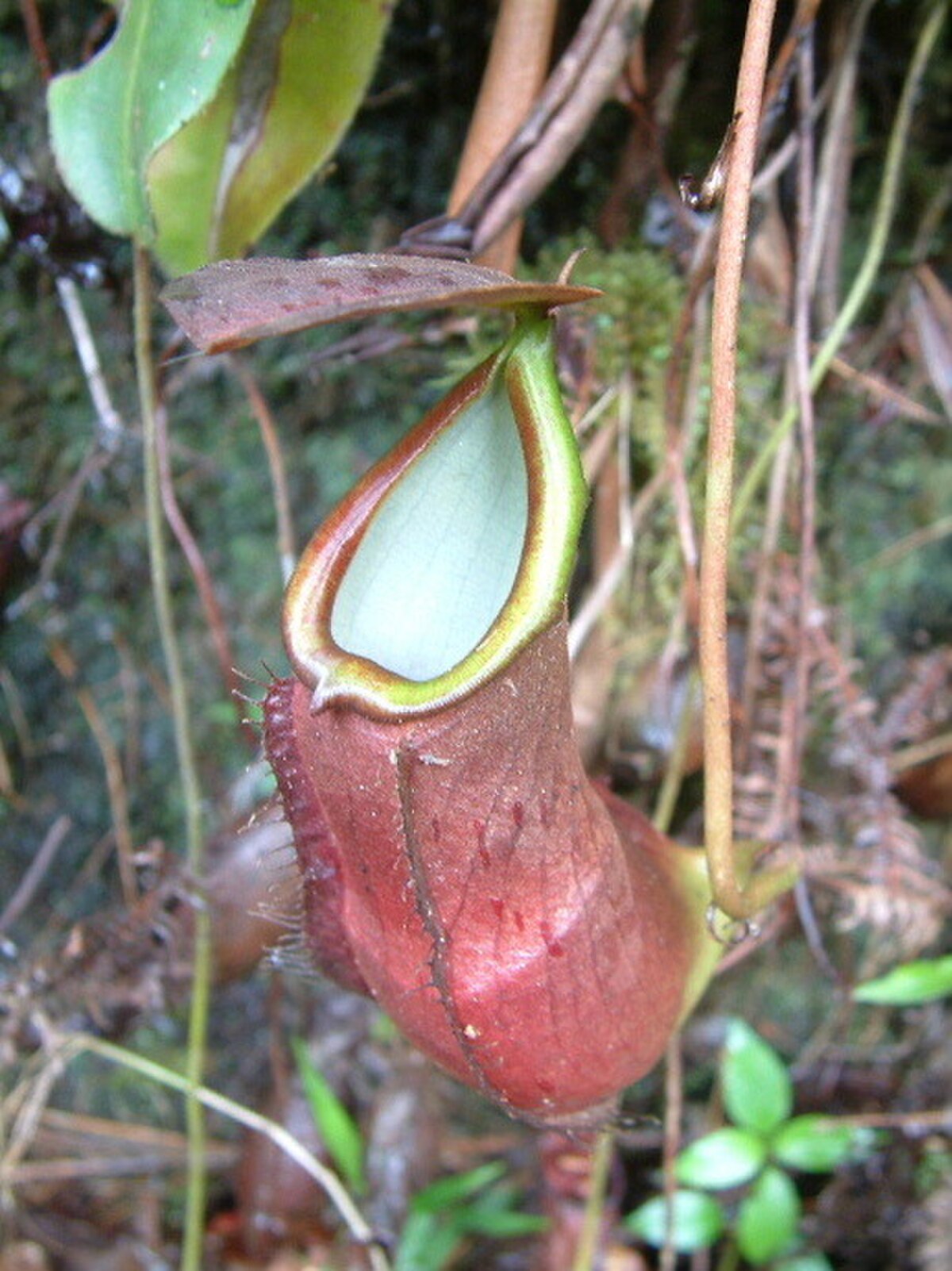 Nepenthes Longifolia