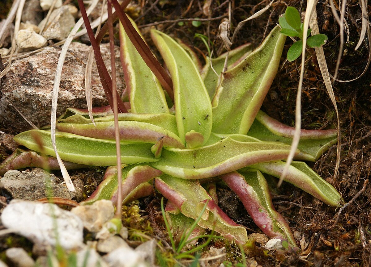 Pinguicula alpina