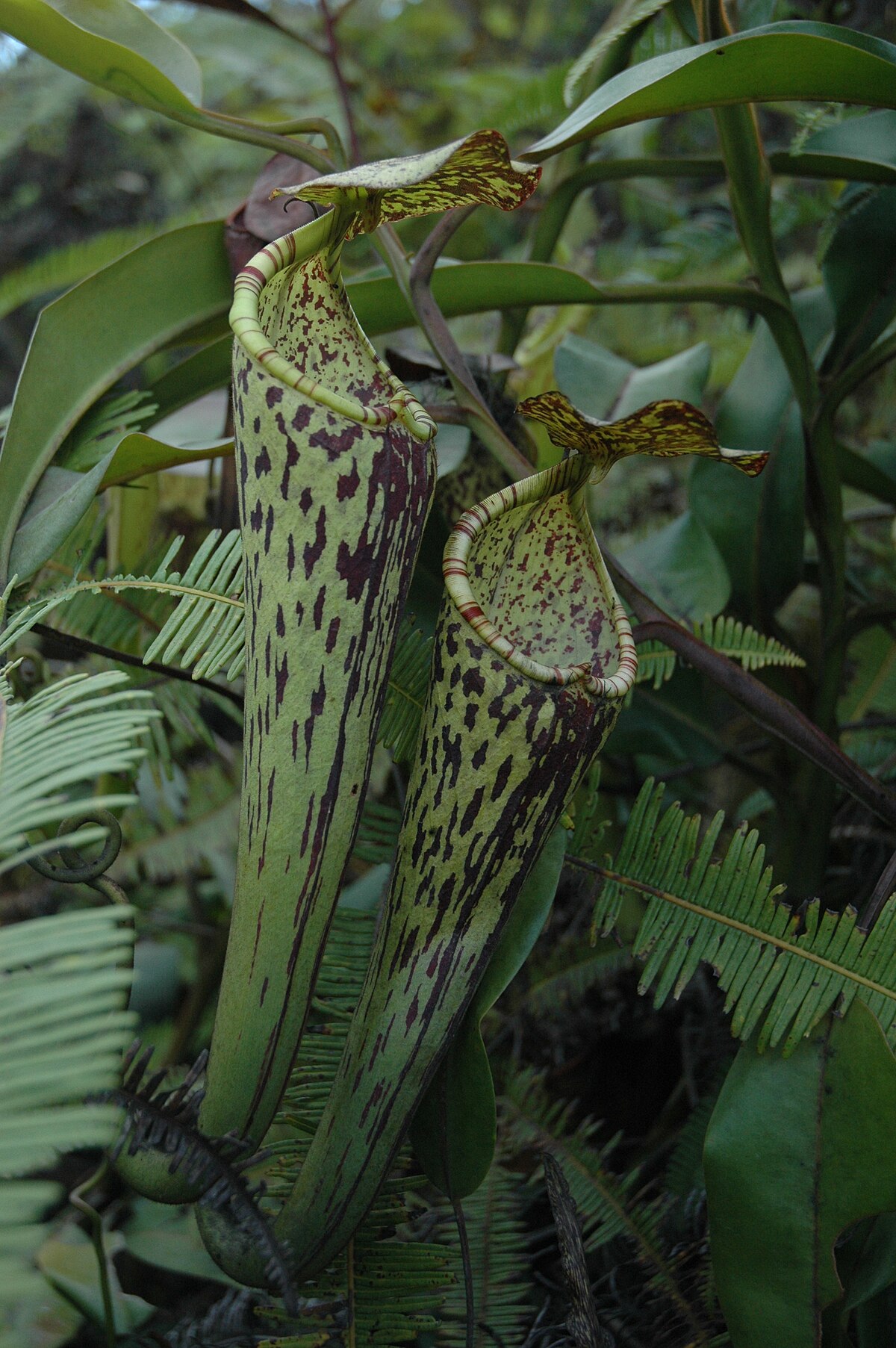 Nepenthes Stenophylla