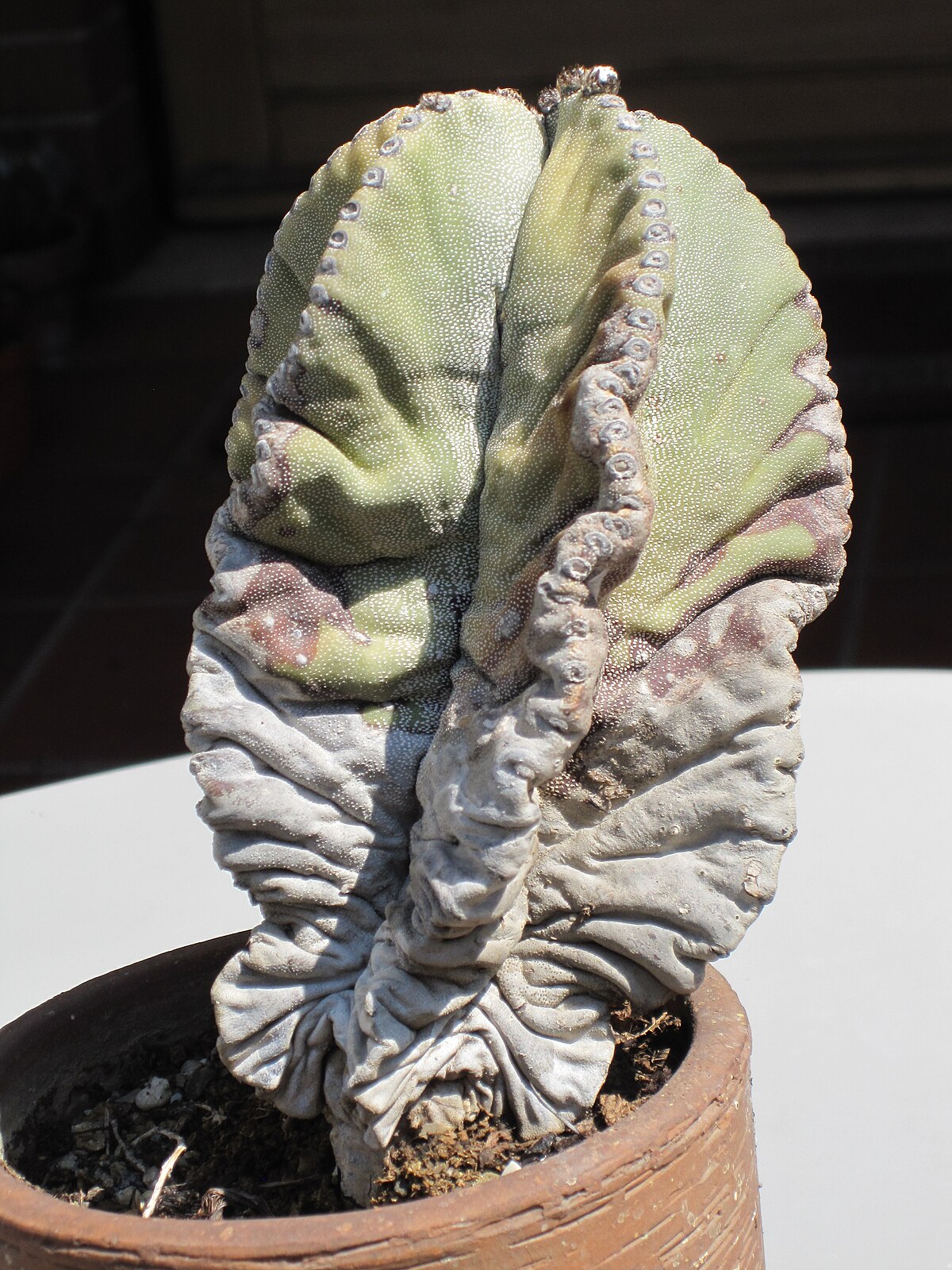 Astrophytum myriostigma