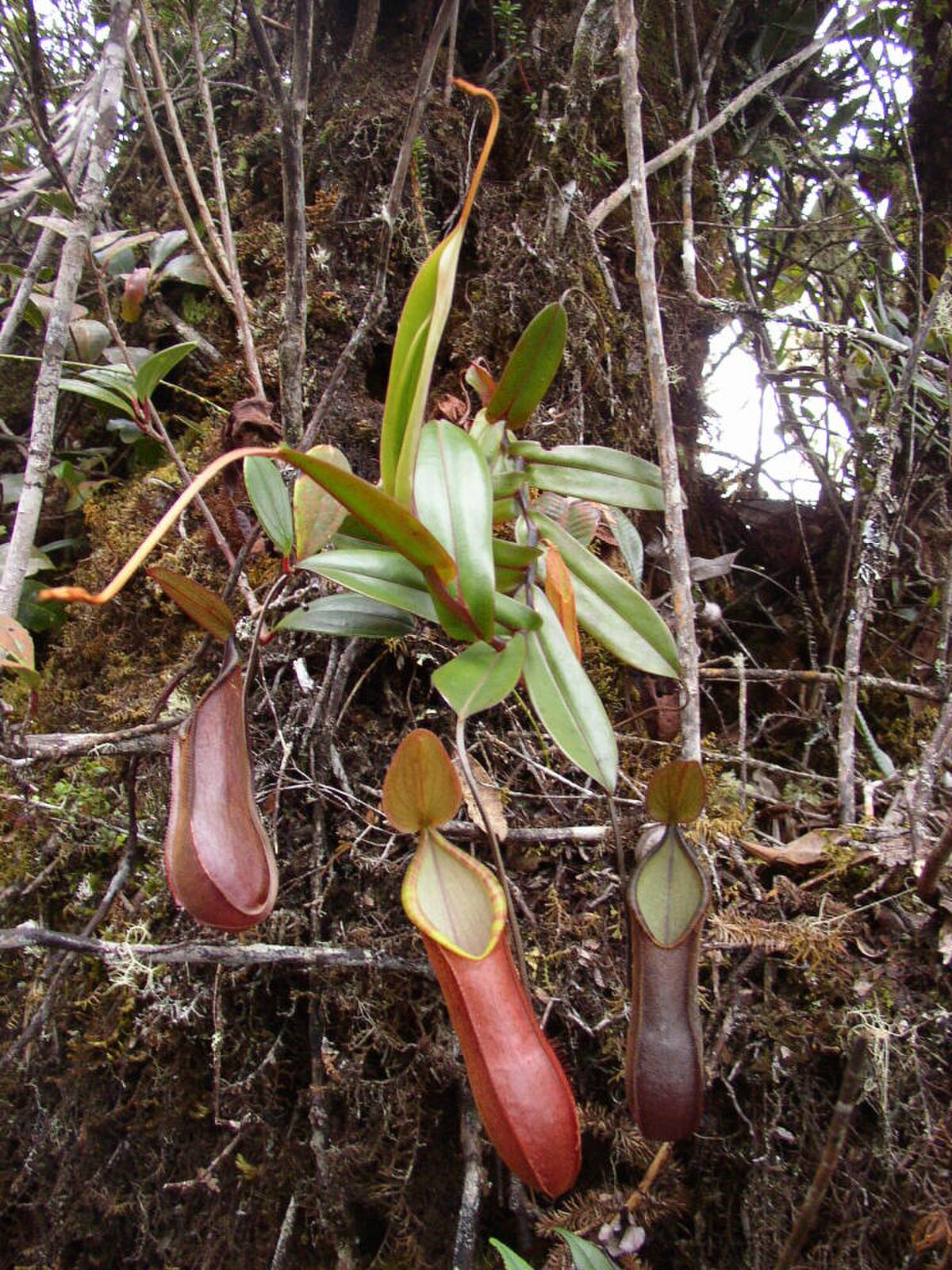 Nepenthes Tentaculata