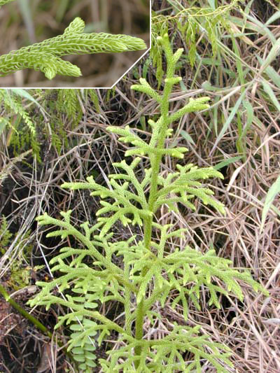 Lycopodiopsida clubmoss