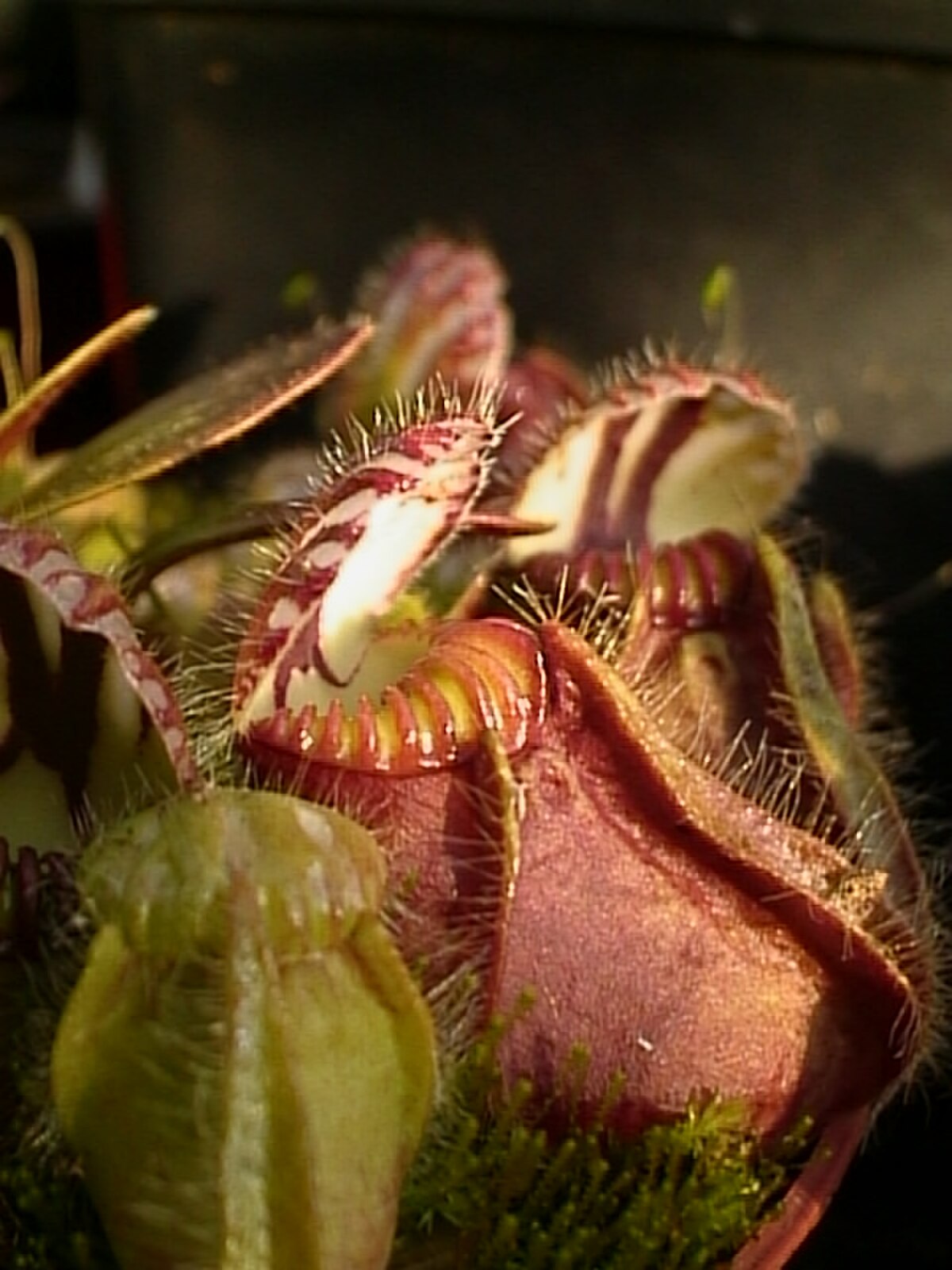 Cephalotus follicularis