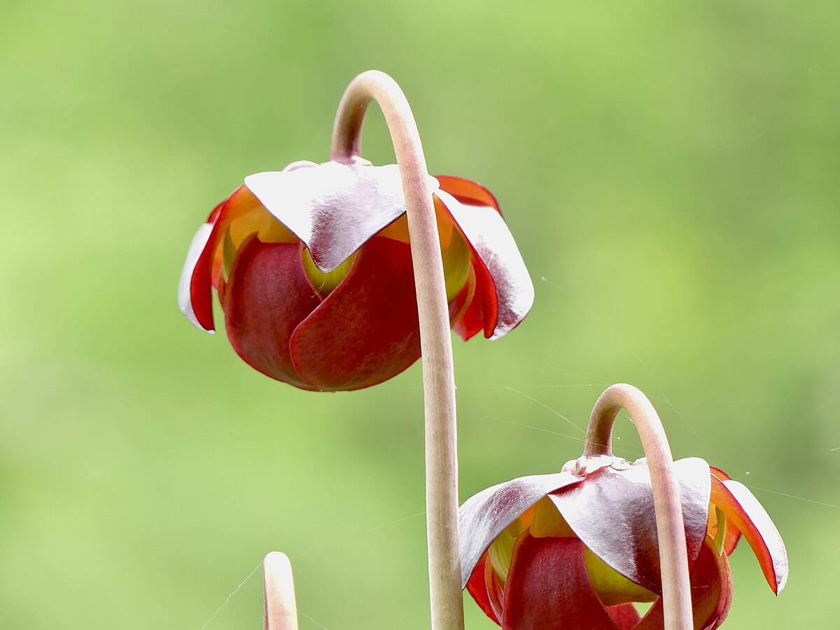 Sarracenia purpurea