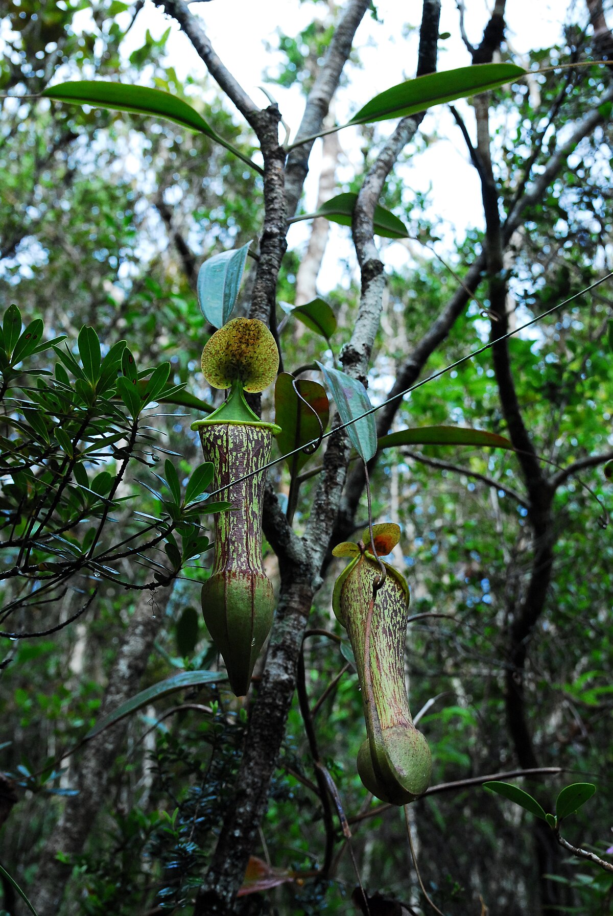 Nepenthes justinae