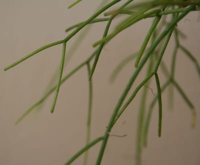 Rhipsalis baccifera