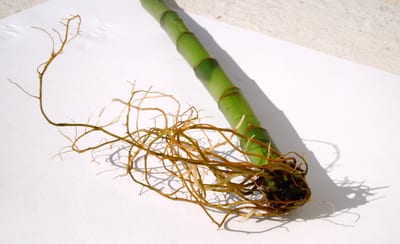 Dracaena sanderiana
