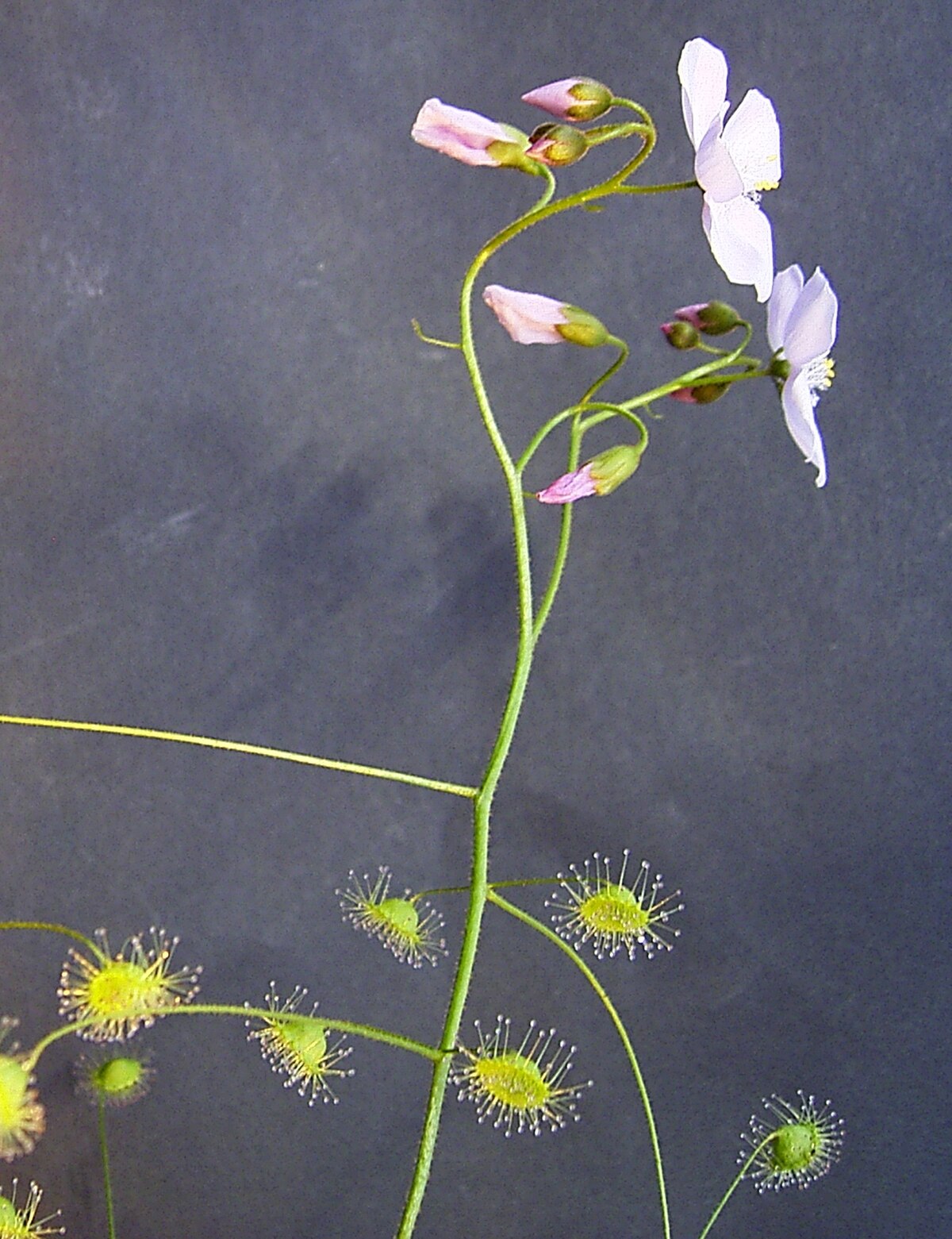 Drosera macrantha