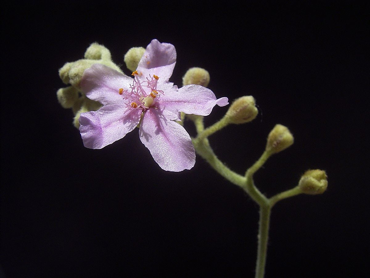 Drosera ordensis