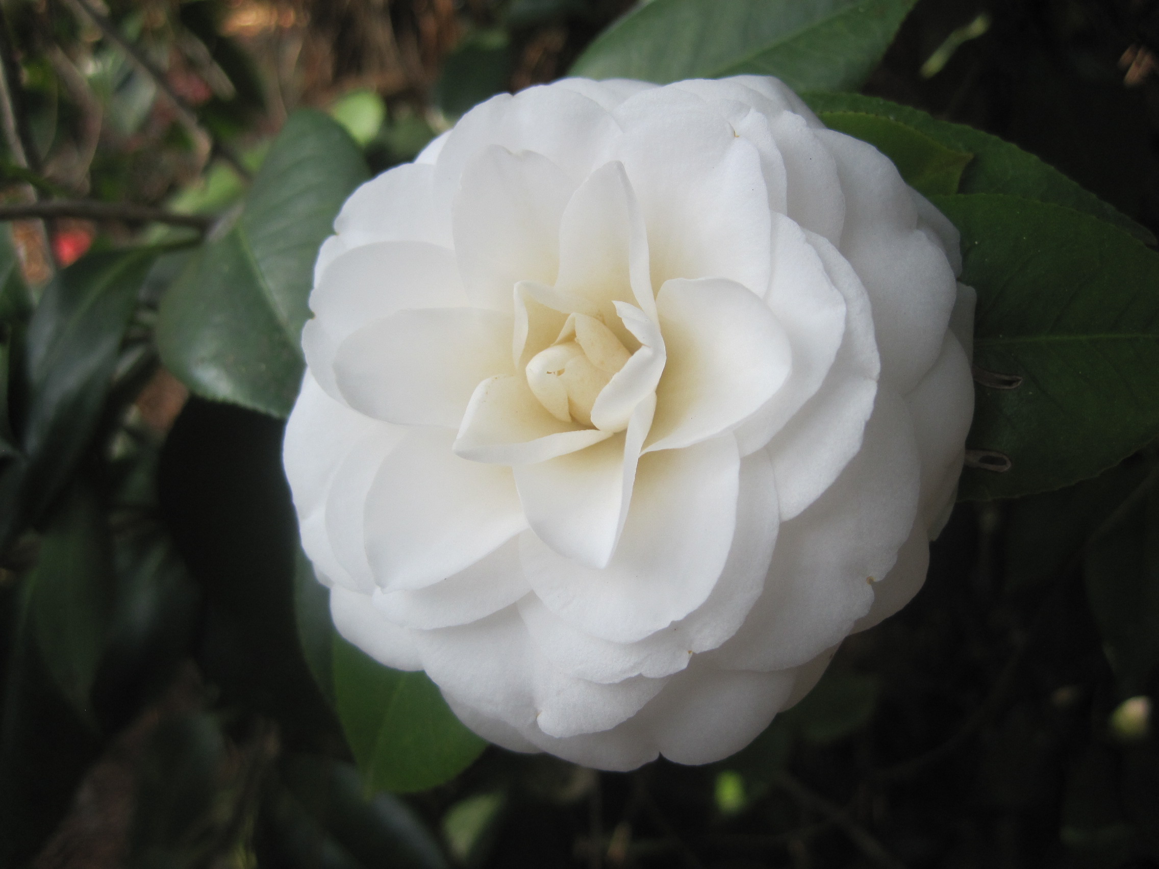 Camellia