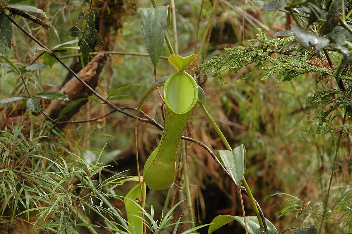 Nepenthes murudensis