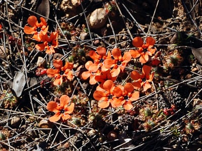 Drosera albonotata