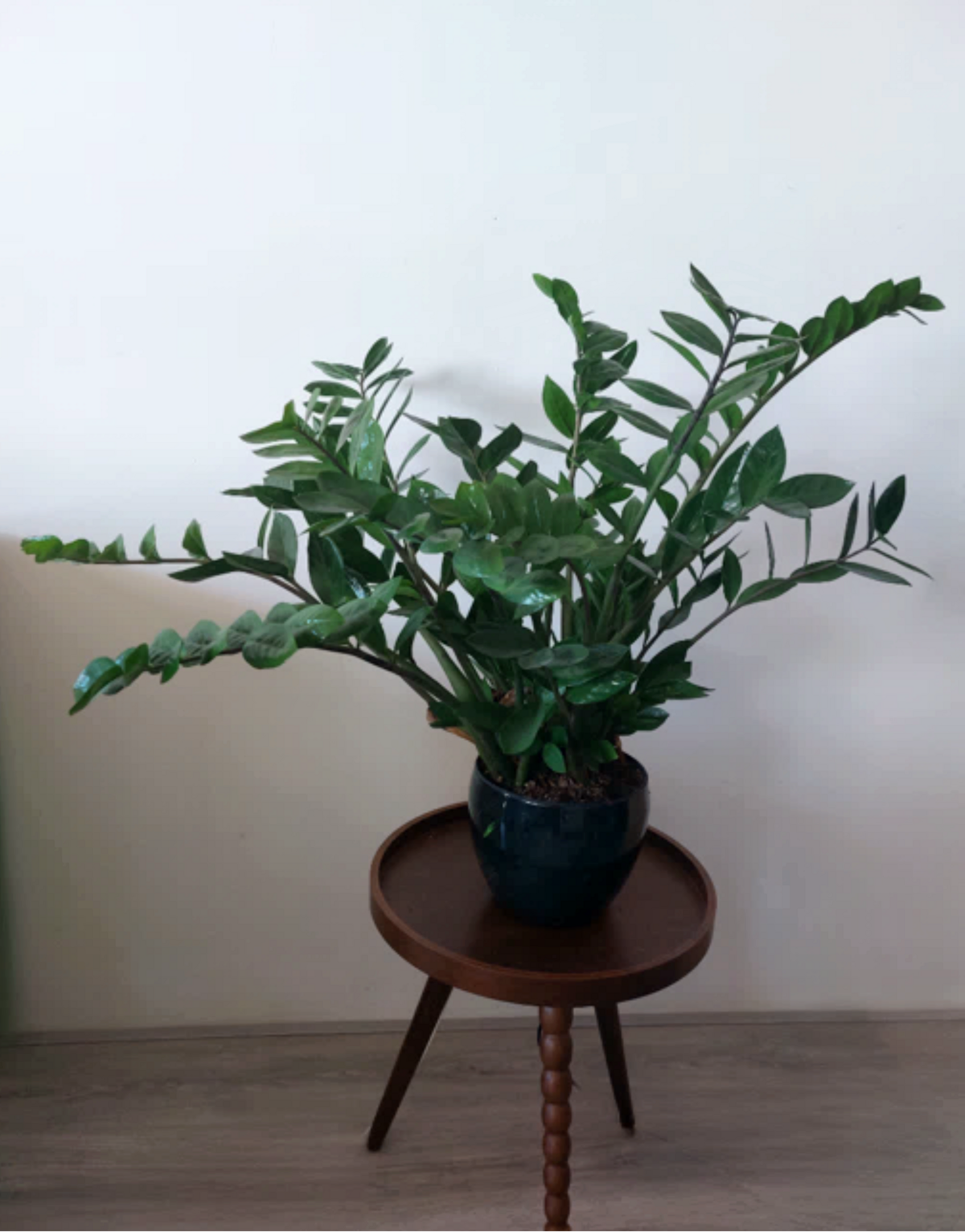 Zamioculcas zamiifolia
