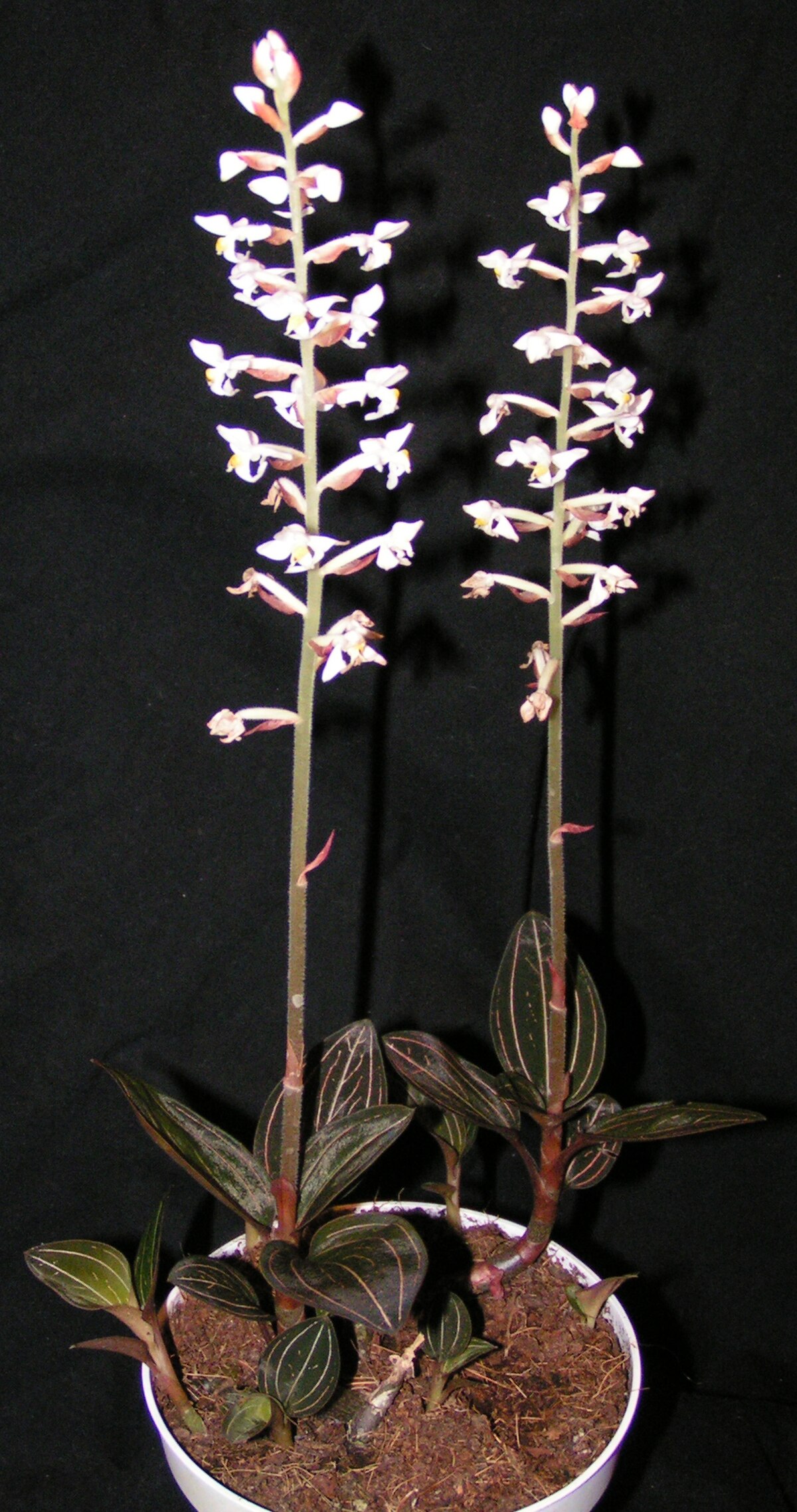 Ludisia discolor