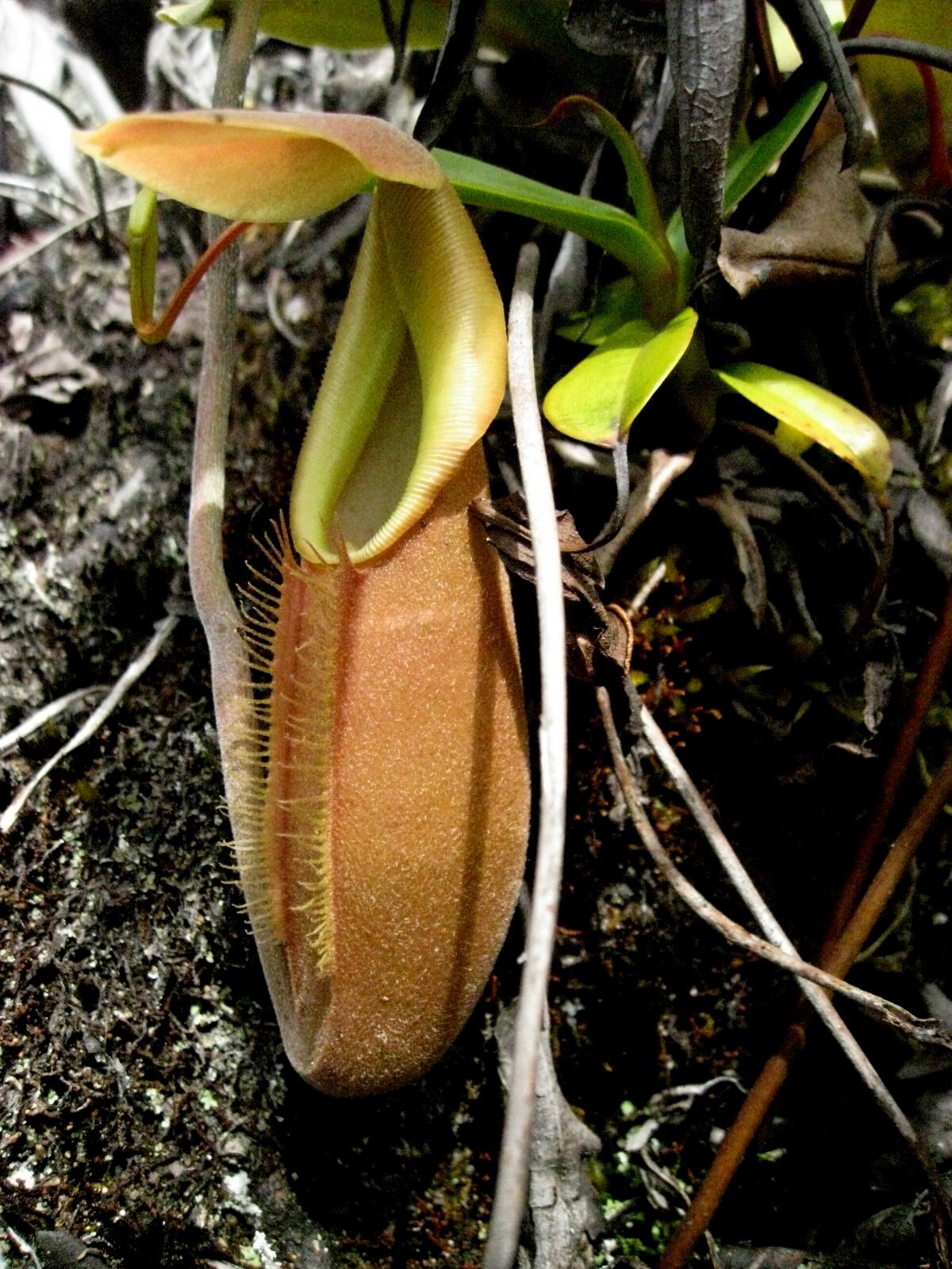 Nepenthes carunculata