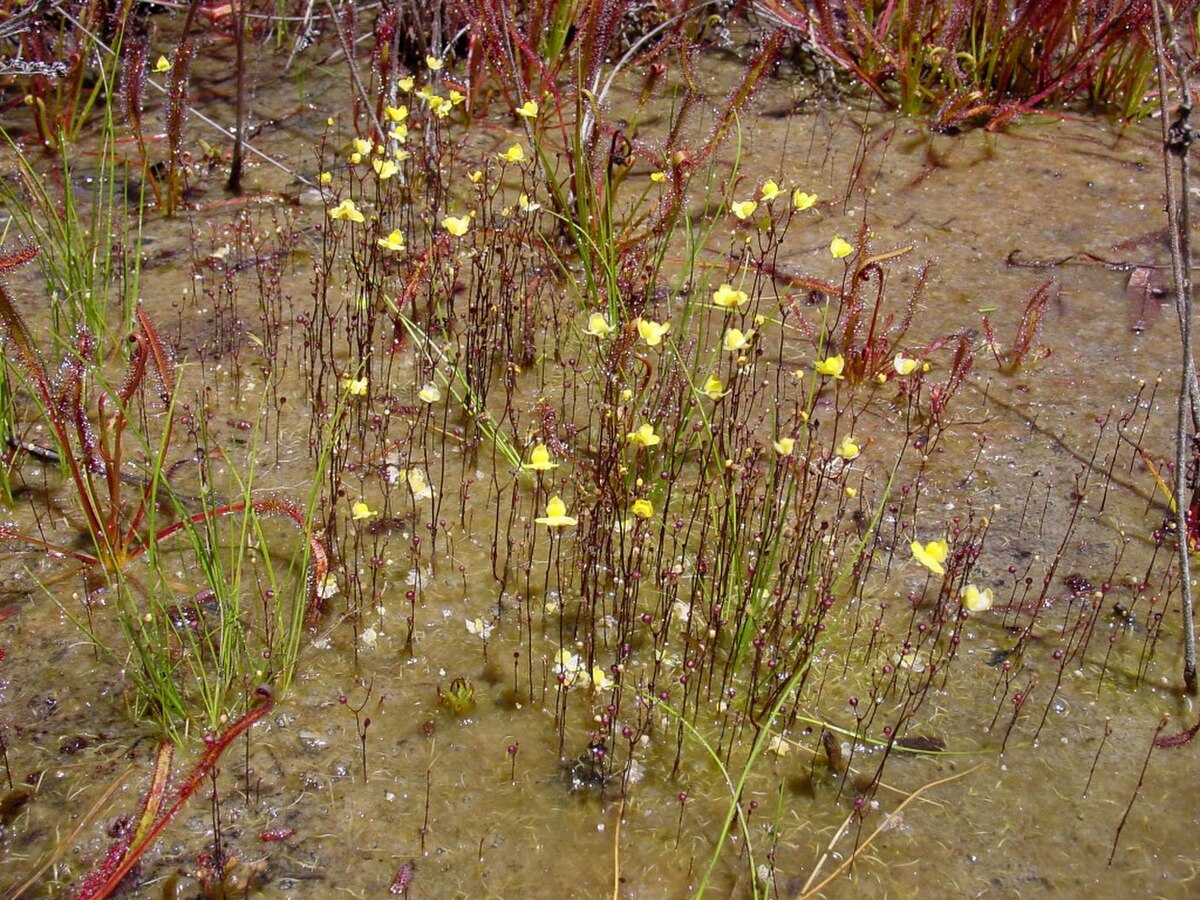 Utricularia subulata