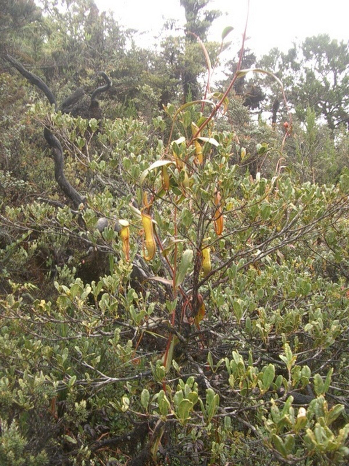 Nepenthes lamii