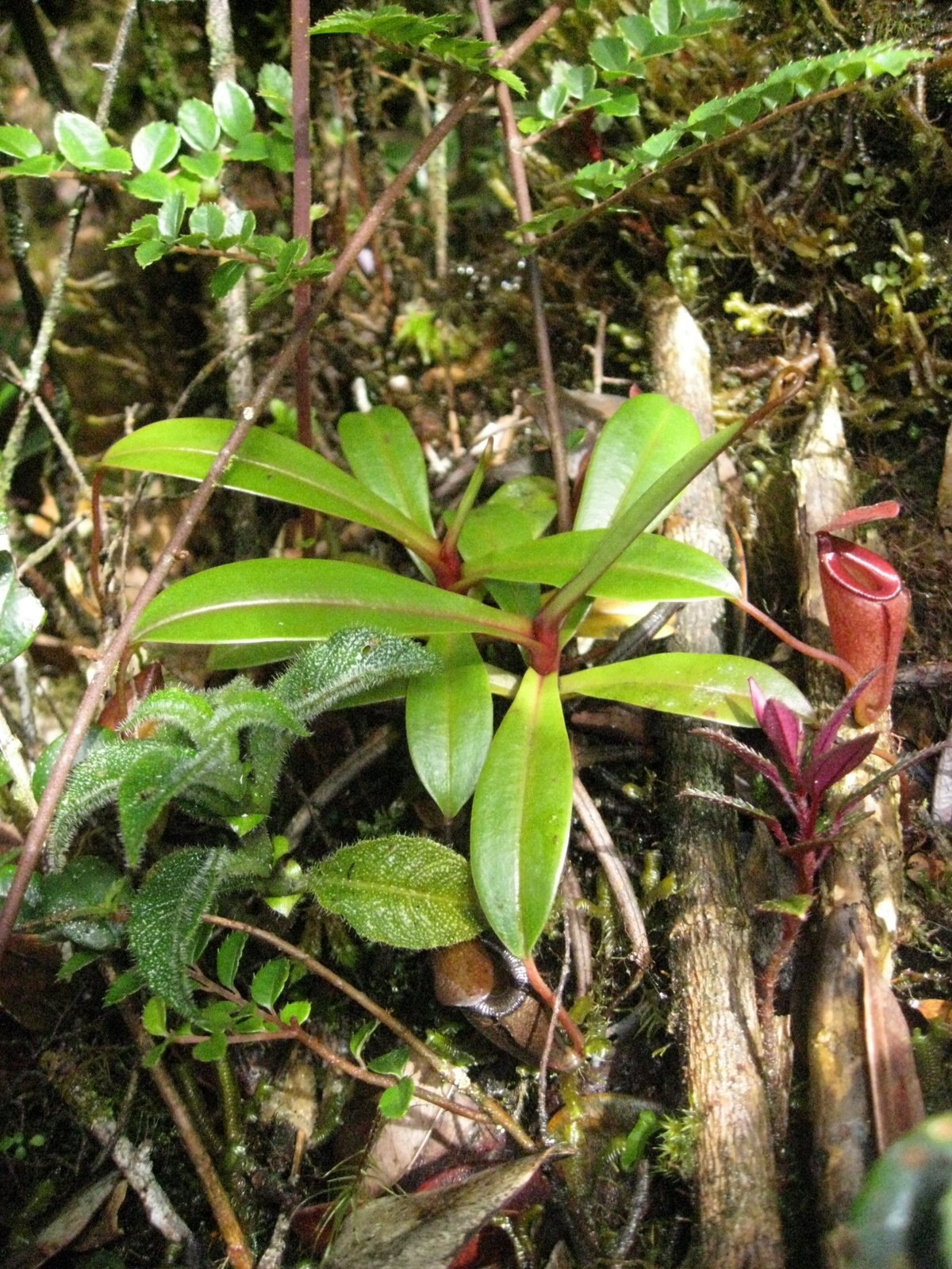 Nepenthes jacquelineae