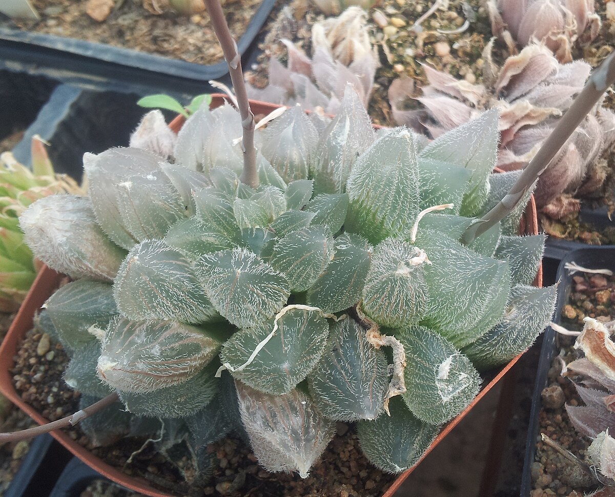 Haworthia cooperi