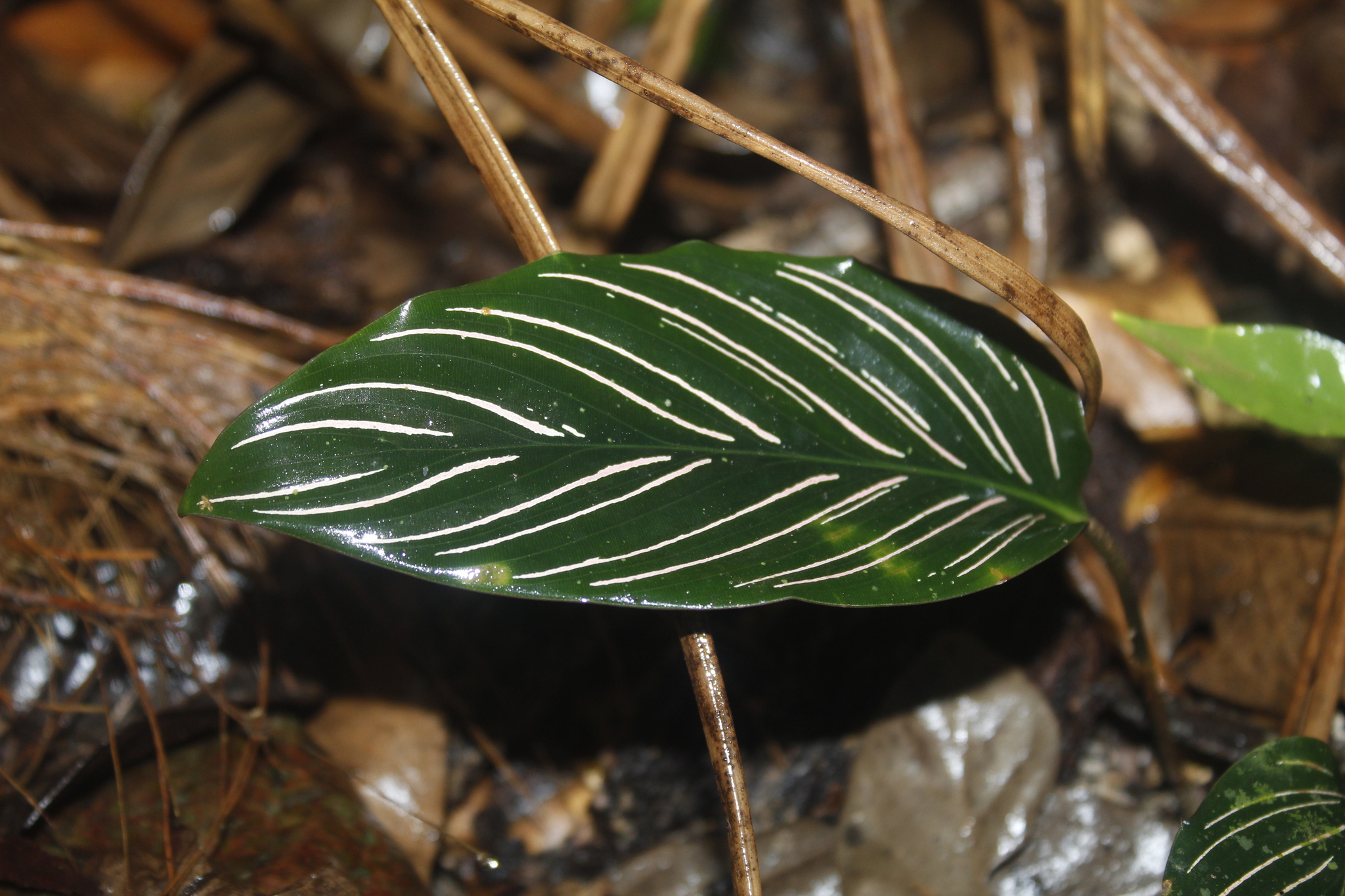 Calathea sanderiana — iNaturalist
