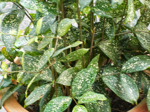 Dracaena gold