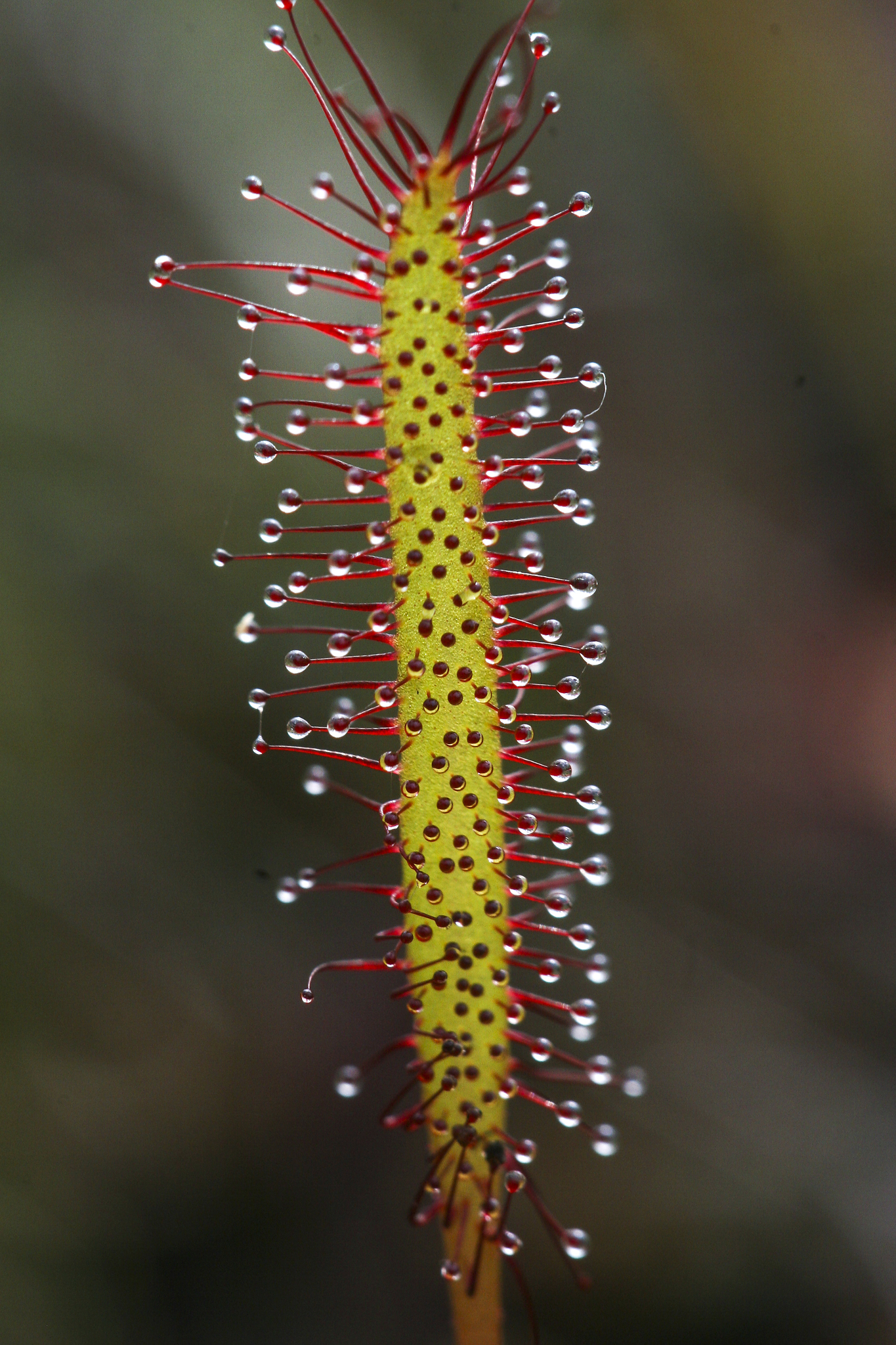 Drosera x eloisiana