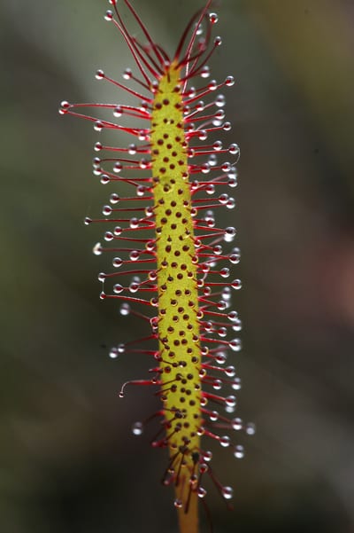 Drosera x eloisiana