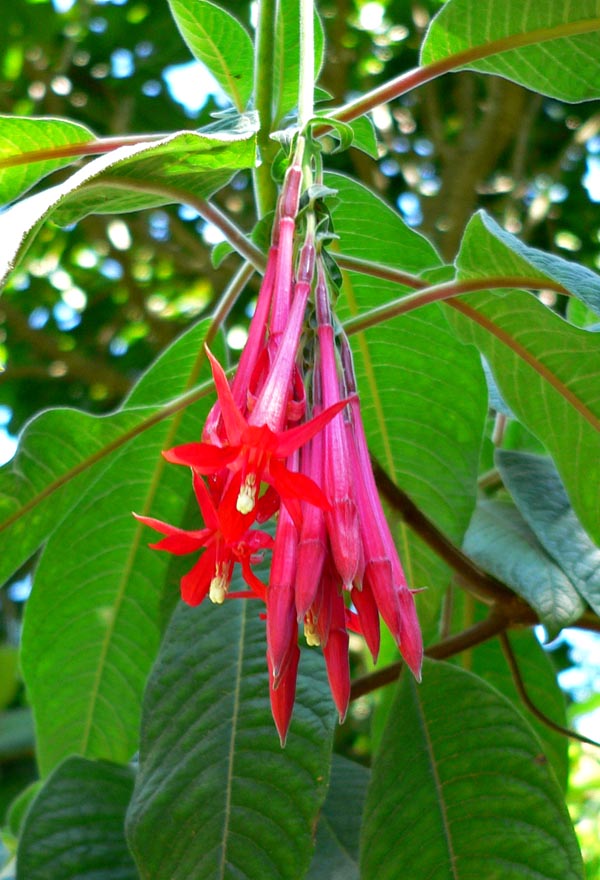 Fuchsia