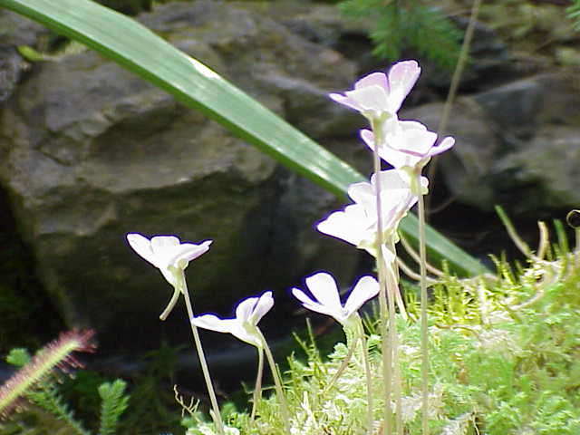 Species: Pinguicula ehlersiae
Family: Lentibulaceae

Image No. 2