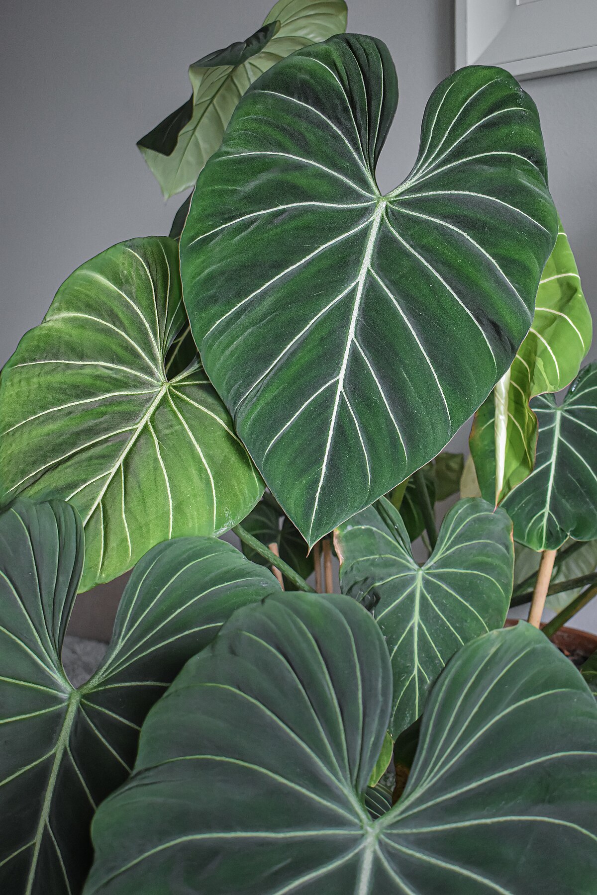 Philodendron gloriosum