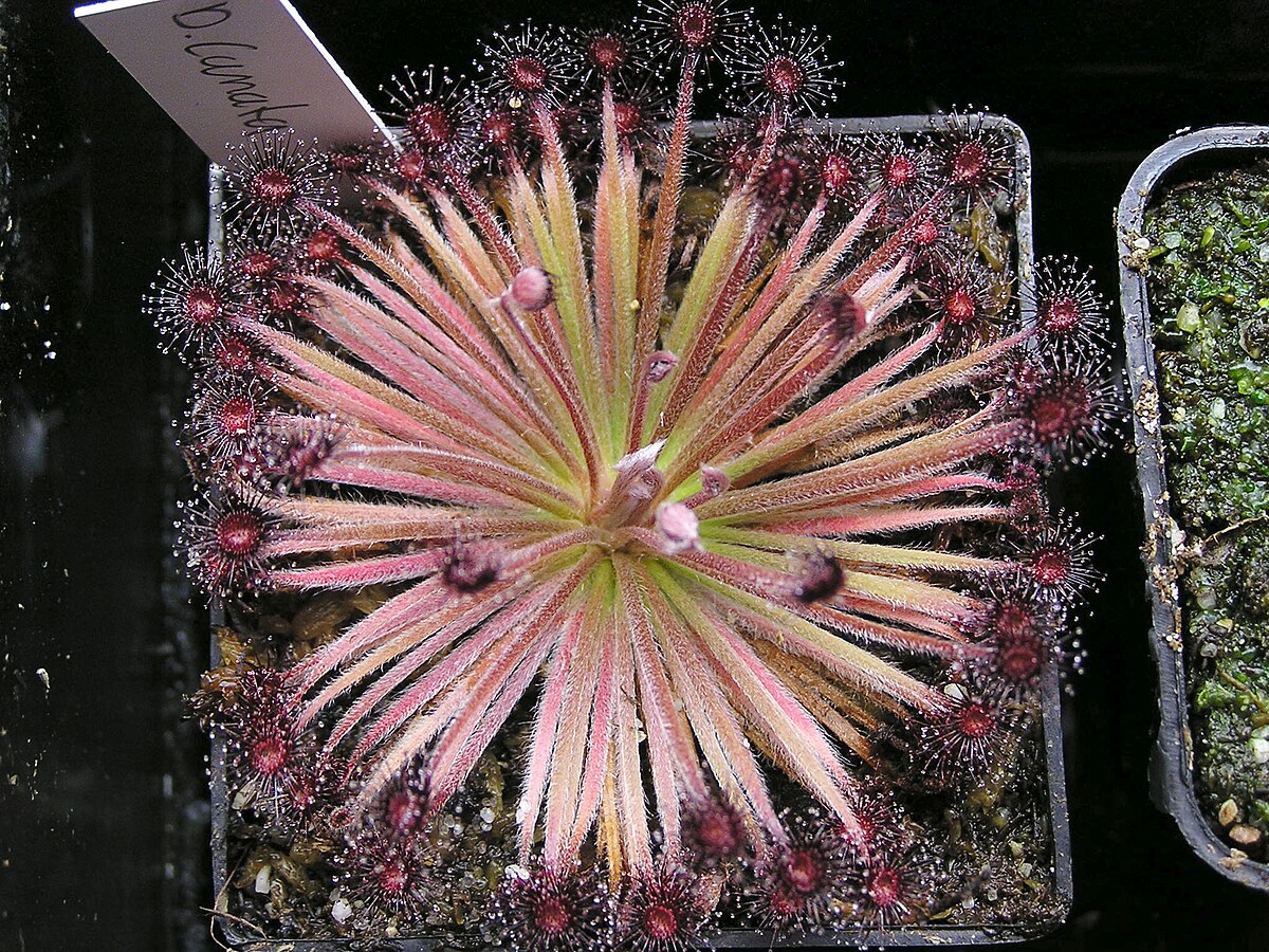 Drosera lanata