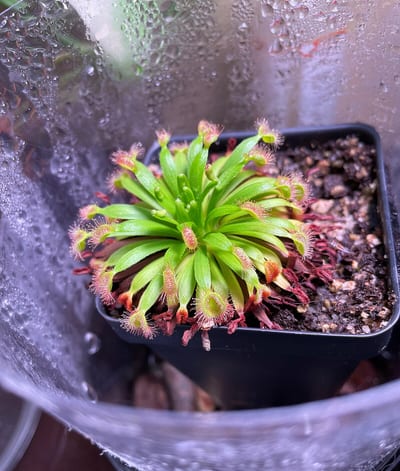 Drosera fulva
