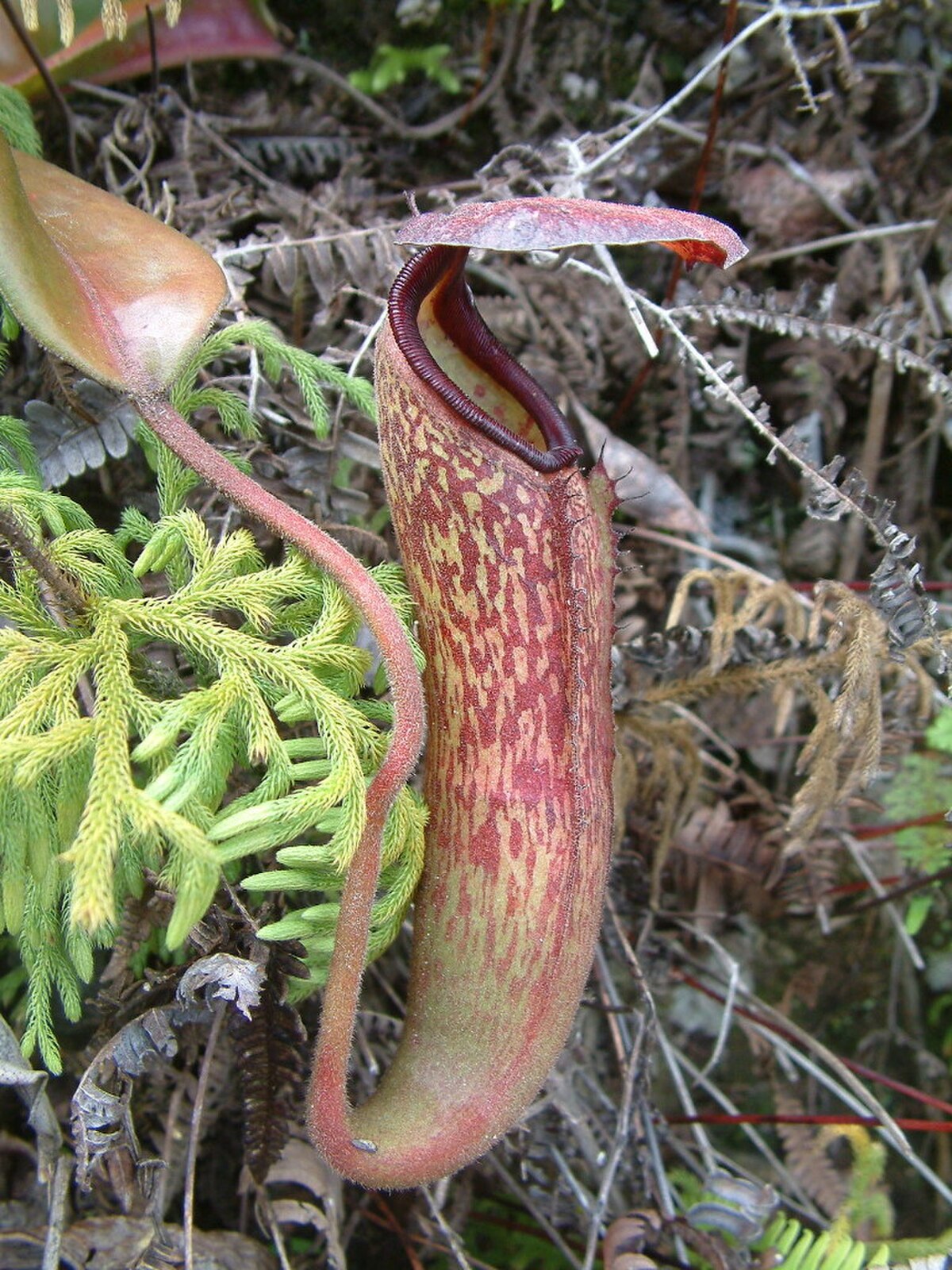 Nepenthes Klossii