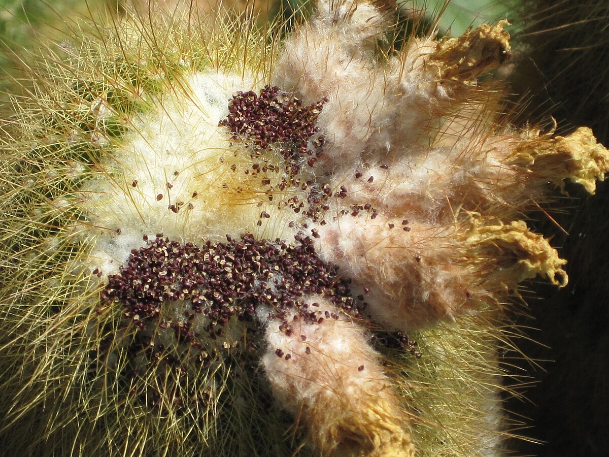 Parodia leninghausii