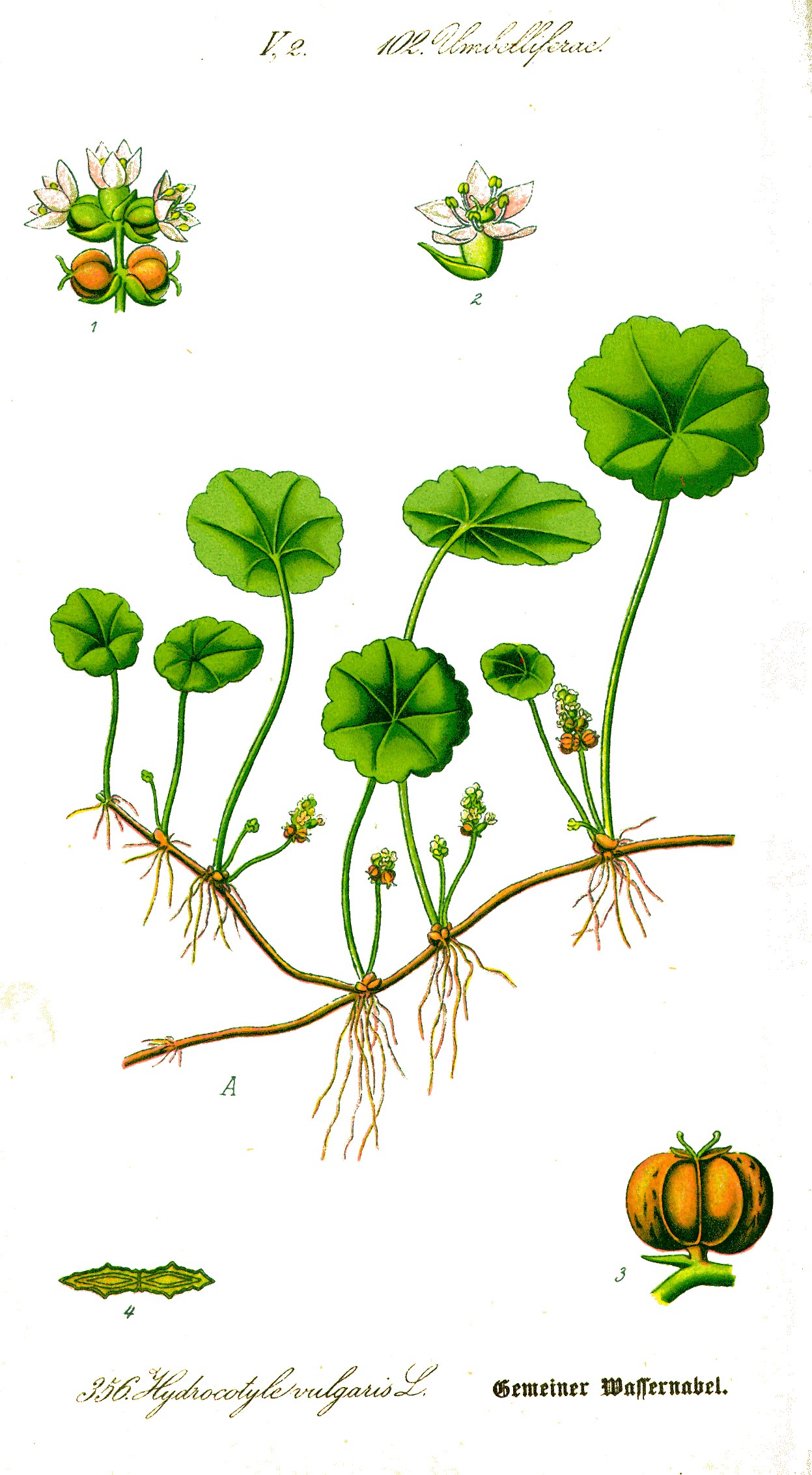 Hydrocotyle vulgaris