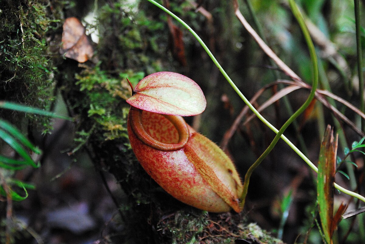 Nepenthes surigaoensis