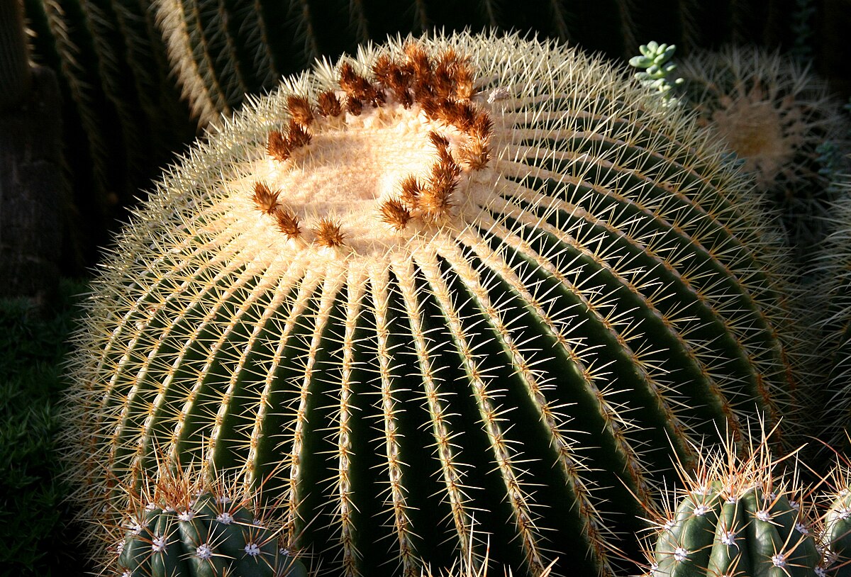Echinocactus grusonii