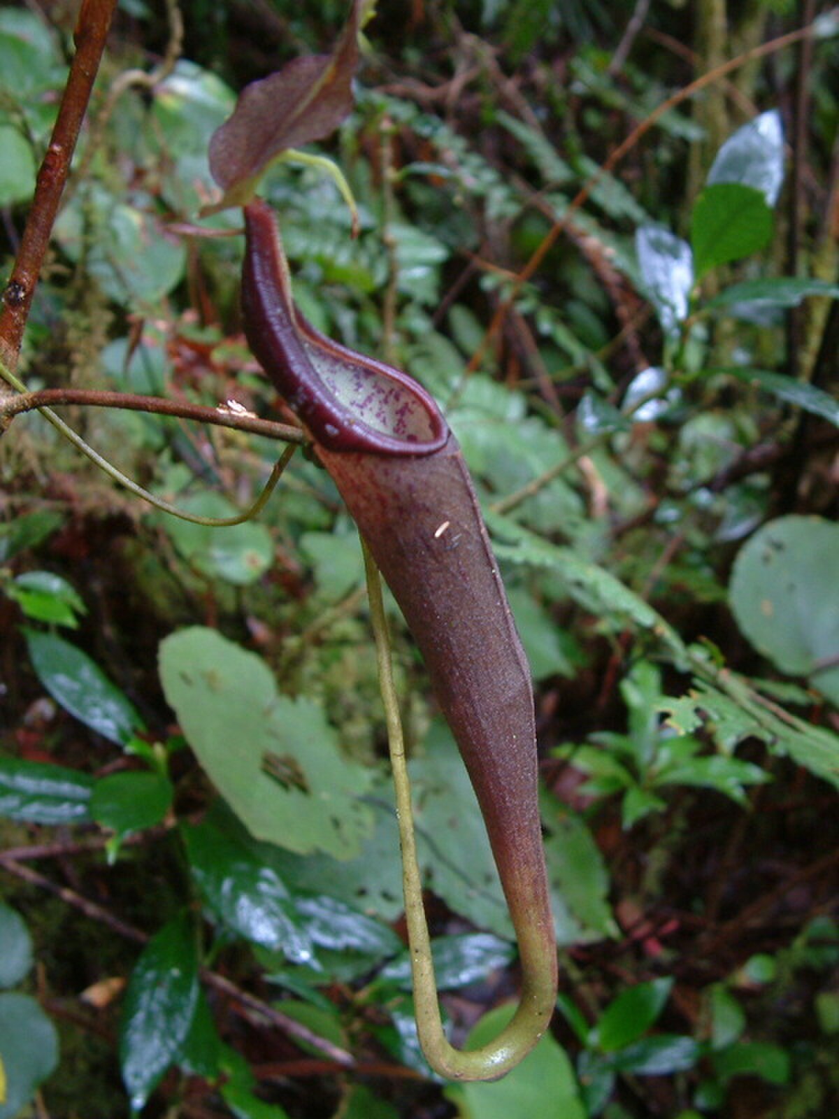 Nepenthes lingulata