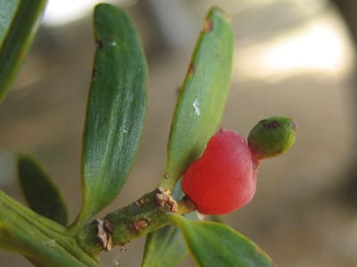 Podocarpus nagi