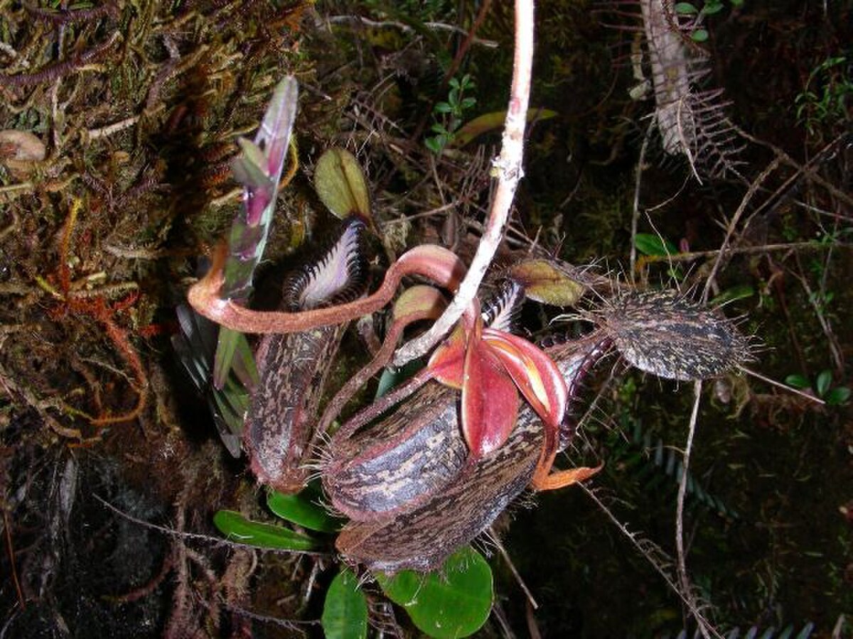 An offshoot from an old climbing stem bearing bright red laminae and disproportionately large rosette pitchers