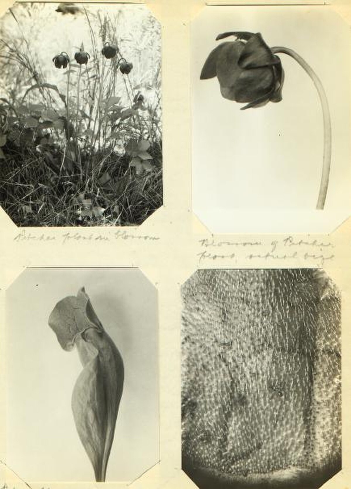 Nepenthes lavicola