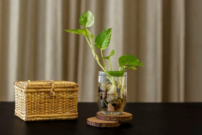 Epipremnum aureum