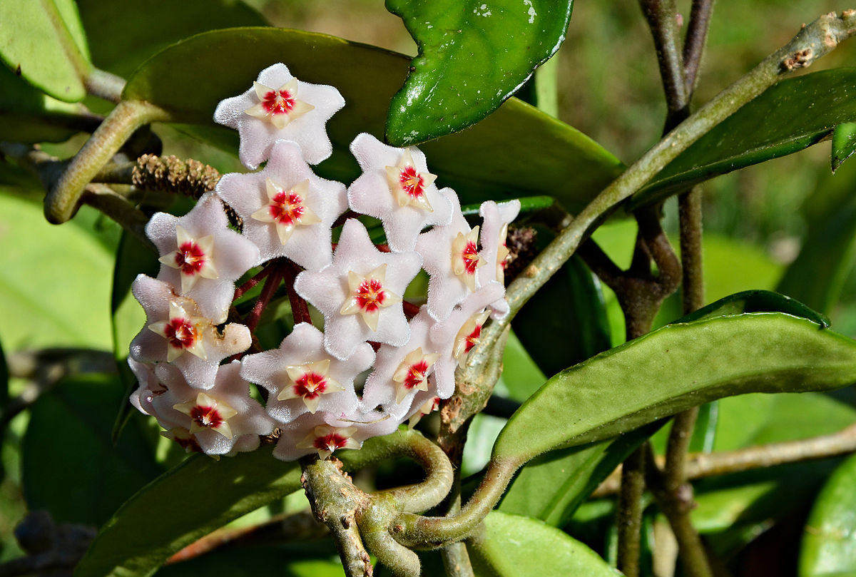 Hoya carnosa
