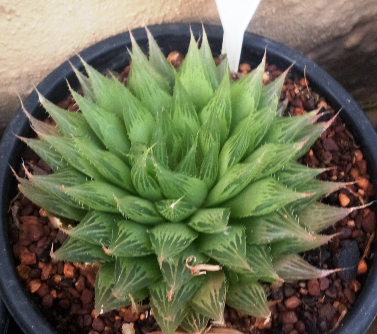Haworthia cooperi