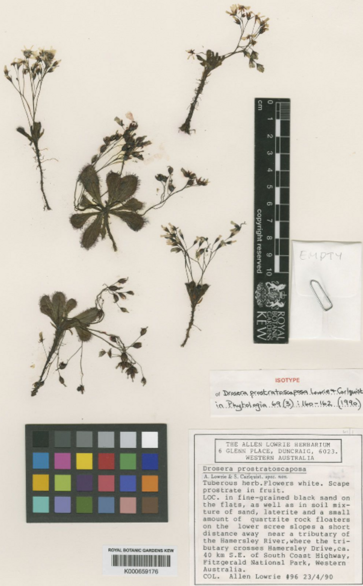 Drosera prostratoscaposa